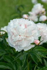 Wall Mural - wet, light pink peony blossom (genus paeonia) in a cutting garden.