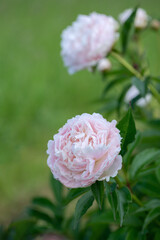 Wall Mural - wet, light pink peony blossom (genus paeonia) in a cutting garden.