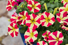 Colorful Red And Yellow Petunia Flowers In Flower Pot. Beautiful Petunias Blooming.