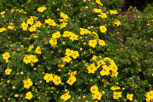 Bright Yellow Flowers Of Dasiphora Fruticosa On A Bush In The Garden In Summer. Shrubby Cinquefoil Or Potentilla Fruticosa 'King Cup'