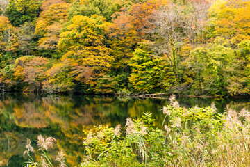 Poster - Beautiful autumn forest and lake