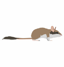 Garden Dormouse Seen In Side View - Flat Style Vector