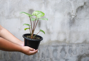 gardener hold pot plant in flower farm for growing in organic idea