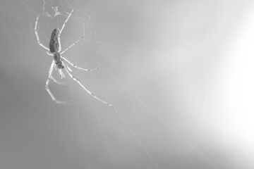 spider on it`s web in morning light