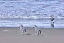 Gray Gull (Leucophaeus Modestus), Pair Of Seagulls Squawking On The Shores Of The Sea.