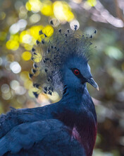 Detail Of The Bright Blue Victoria Crowned Pigeon (Goura Victoria)