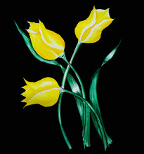 Flowers Yellow Tulips Bloom,bloom In Spring On A Green Stem With Fresh Juicy Leaves Curved Petals Three Flowers On A White And Chen Background Print Without Seams
