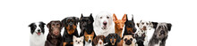 Photo Of Several Breeds Of Dogs Wonderful Portraits Of Doberman, Pharaoh Hound, Dalmatian, Husky, Dachshund, York And Others On A White Background