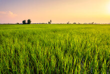 Green Rice Field Growing In Agricultural Farmland In Countryside At Evening