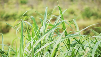 Green grass blowing in the wind in the plantation, so beautiful