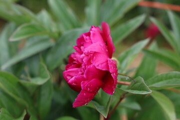 Wall Mural - Pink peonies in the garden. Blooming pink peony