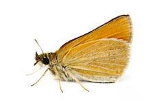 Small Skipper, Thymelicus Sylvestris Isolated On White