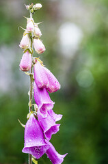 Foxgloves ( Digitalis ) In The Walled Gardens Of Rousham House