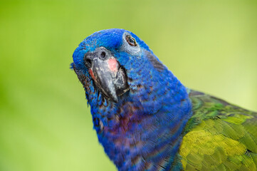 Blue-headed Parrot (Pionus menstruus). Portrait of a curious blue-headed parrot looking at the camera.