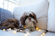 Closeup of a shih tzu lying on the sofa, facing the camera and with small decorative lights on it.