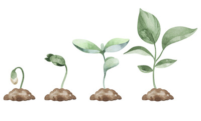 stages of plant growth and development, evolution from seed in the soil to seedlings. watercolor ill