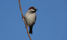 A Male House Sparrow Perching On A Twig Against A Blue Background. 