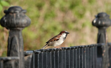 A Male House Sparrow Perching On A Metal Fence Against A Blurry Green Background. 