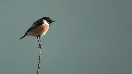 Wall Mural - A male stonechat perched on a twig. 