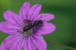 Closeup on a small scissor bee ,Chelostoma campanularum, on a purple Geranium pyrenaicum flower