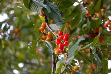 Natural fresh turkish red cherries with green leaves in the forest.