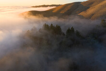 Evening Fog In The Santa Cruz Mountains, California