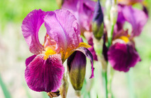 Purple Blooming Irises Close Up On A Background Of Green Garden. Large Cultivated Flower Of The Bearded Iris.
