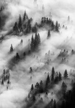 Mist And Conifers, Yosemite National Park, California, USA