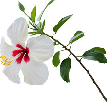White Hibiscus Flower Isolated