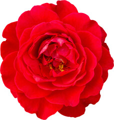 Wall Mural - Red rose flower isolated