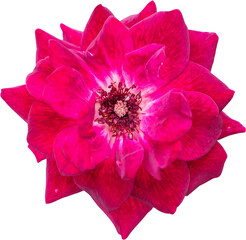 Wall Mural - Red rose flower isolated