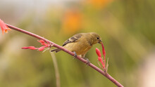 Horizontal Image Of A Lesser Goldfinch Perched On The Stalk Of A Red Yucca Flower Eating The Flowers With An Out Of Focus Background. 