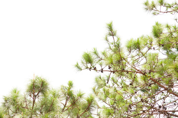 pine leaves isolated