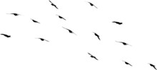 Flock Of Birds Flying Isolated