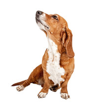 Basset Hound Dog Ignoring Commands  
