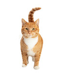 Fototapeta Zwierzęta - Orange and White Tabby Cat Facing Forward  