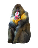 Fototapeta Zwierzęta - Mandrill Baboon Sitting