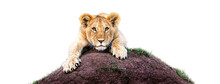 Lioness Cub On Mound