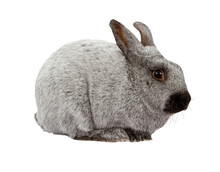 Black And Silver Marten Rabbit