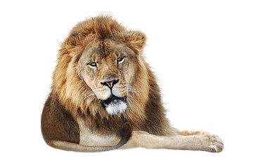 african male lion lying down