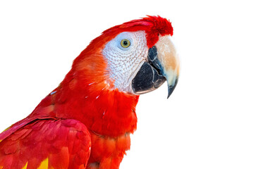 close up scarlet macaw bird profile