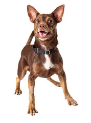 Cute Happy Small Brown Dog on White