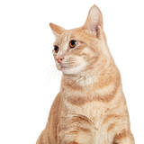 Fototapeta Zwierzęta - Closeup Orange Tabby Cat Facing Forward Looking Side