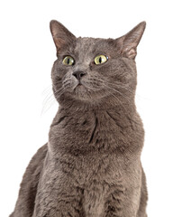 Wall Mural - Grey Shorthair Cat Looking Side Closeup