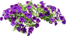 Purple Flower Shrubbery Isolated