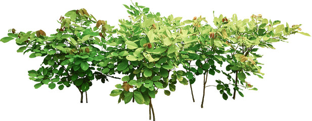 shrubbery plant isolated
