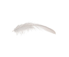 Beautiful Feather On White Background