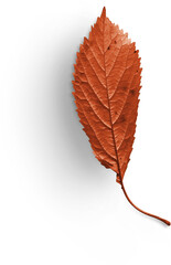 autumn leaf