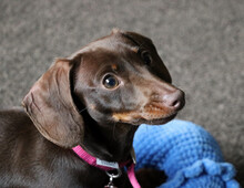 Adorable Miniature Dachshund Puppy Dog Wearing Her Pink Colar Portrait, With Her Soft Toy