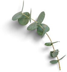 eucalyptus branch
